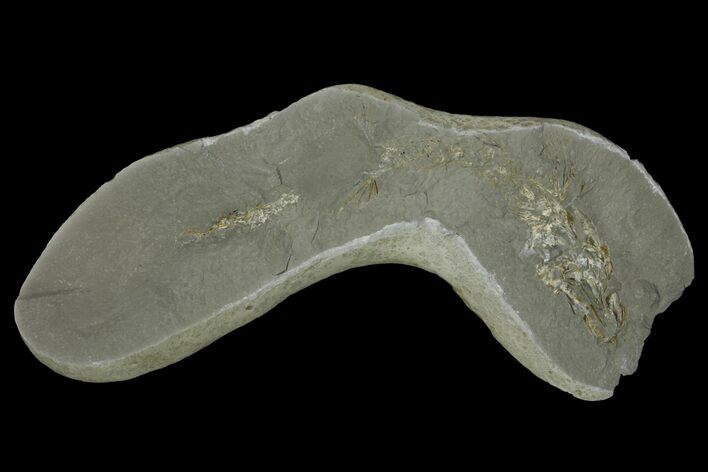 Fossil Capelin Fish (Mallotus) Nodule - Canada #136148